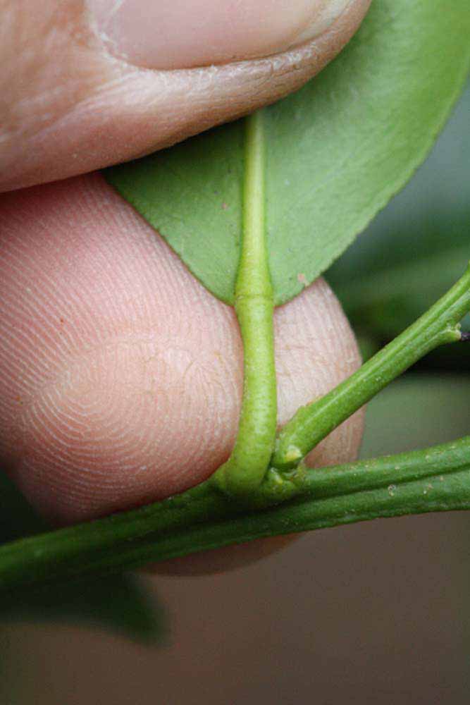              Petiole (Riverside, CA)       